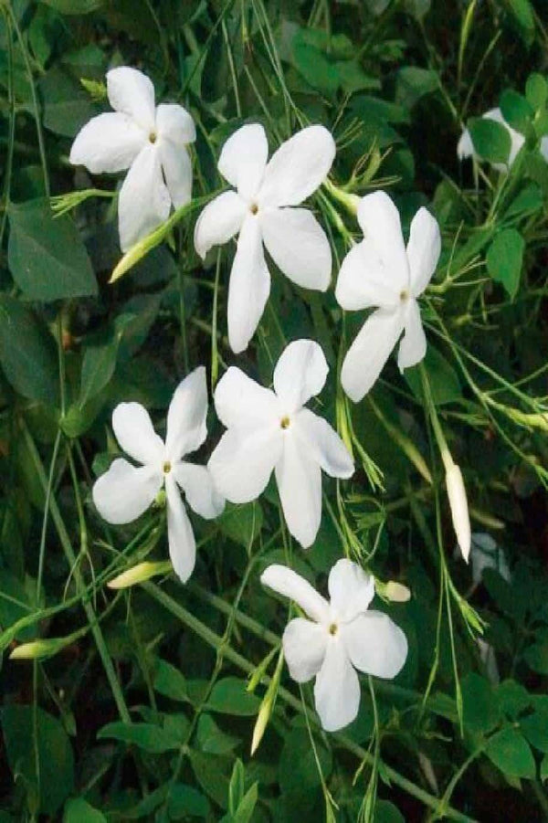 Jasminum Grandiflora Tall