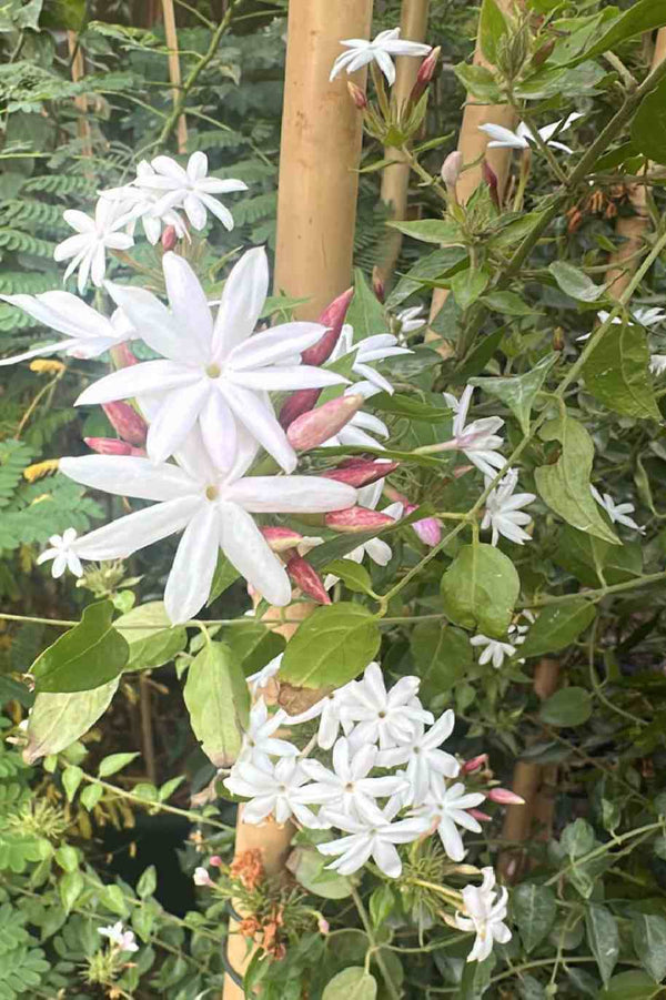 Poet's Jasmine