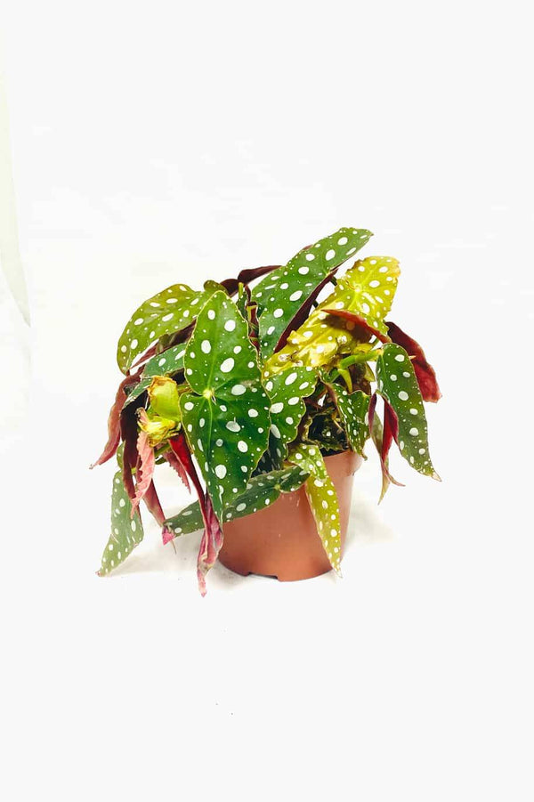 بيجونيا منقطة