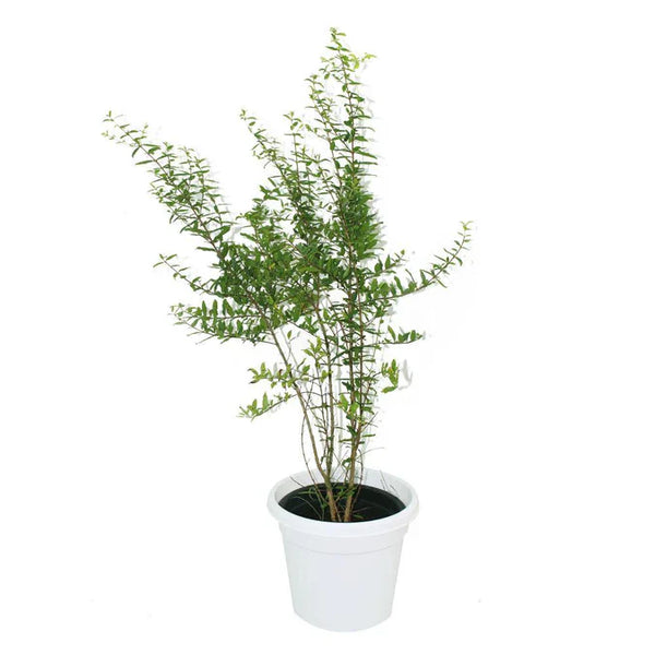 الرمان-Punica Granatum
