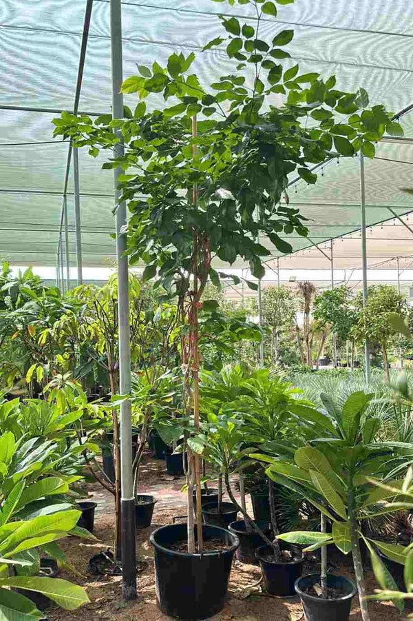 Pongamia Glabra Or Pongamia Oil Tree