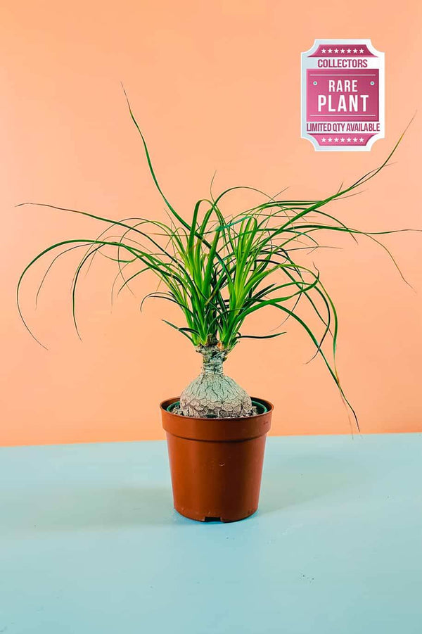 نخيل قزم ذيل الحصان