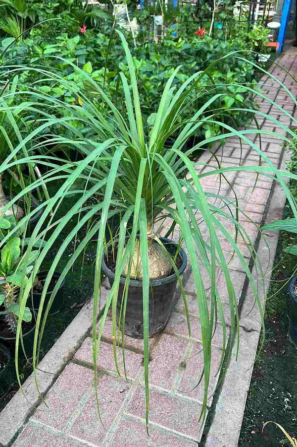 نخيل ذيل الحصان