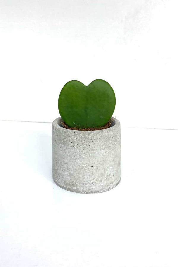 Potted Hoya