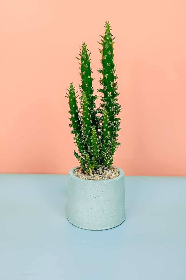 Potted Eve's Pin Cactus