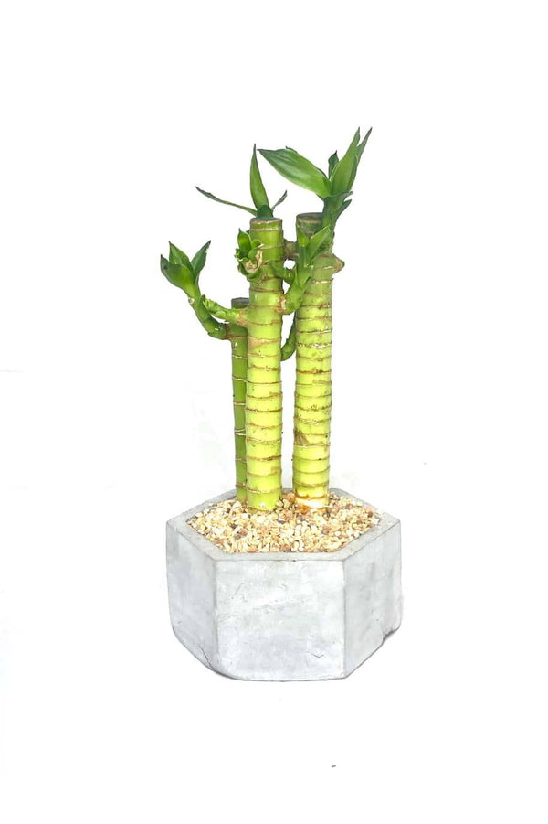 Potted Lucky Sanderina