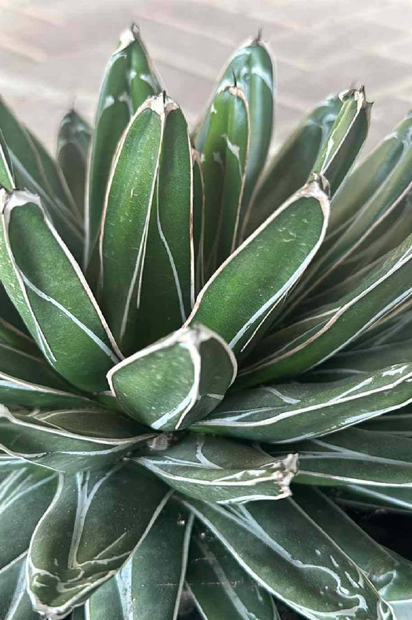 Queen Victoria Agave
