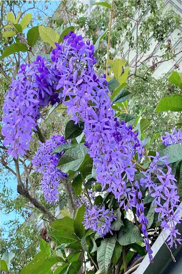 Sandpaper Vine - Queen's Wreath