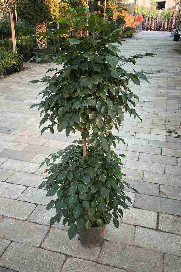 Radermachera Double Head