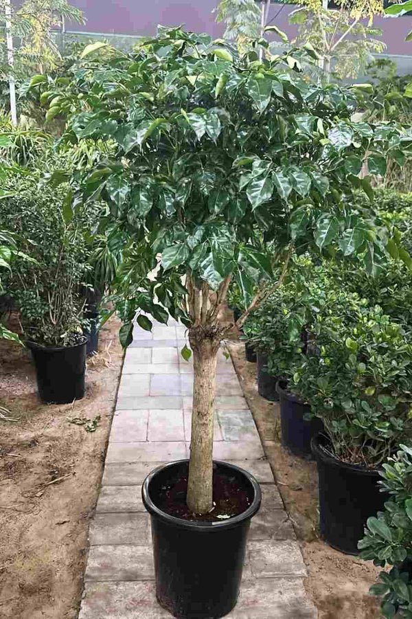 Radermachera Sinica Thick Trunk