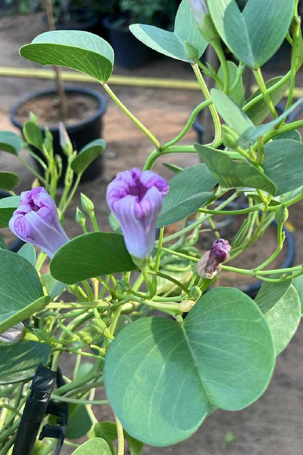 Railroad Vine