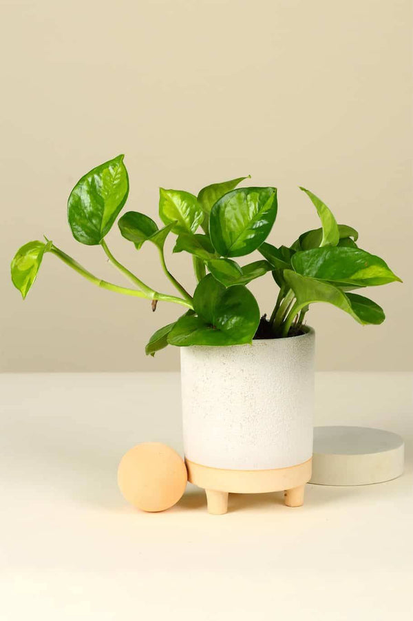 Rare Global Green Pothos