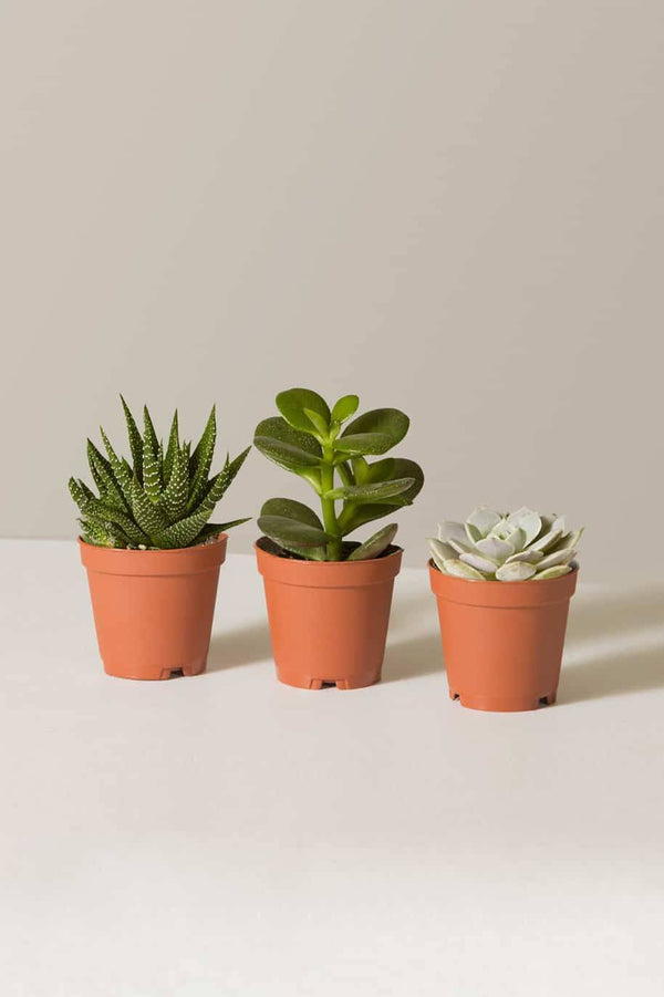 Succulent Collection