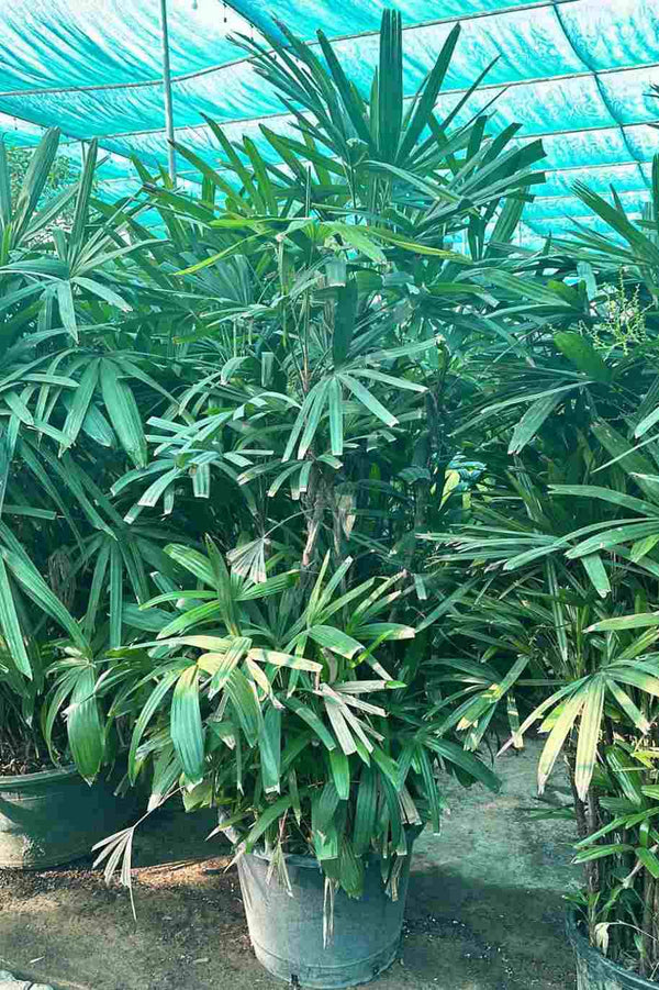 Rhapis Excelsa Bushy Tall