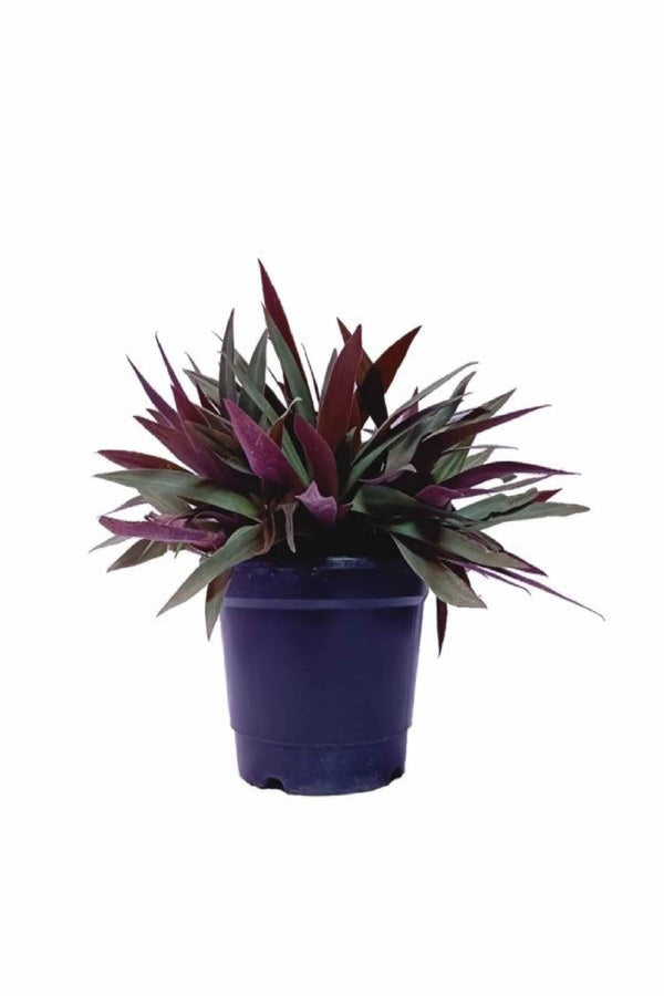 Rhoeo discolor Bushy (Moses-in-the-Cradle)