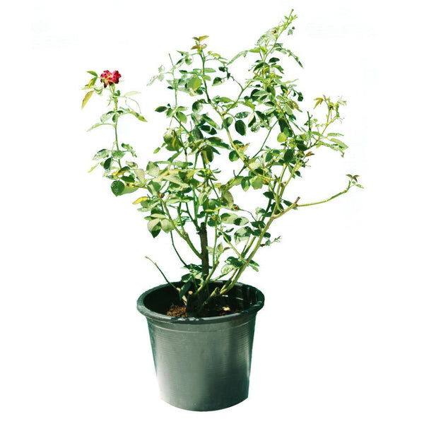 Rose Outdoor - Flowering Plant