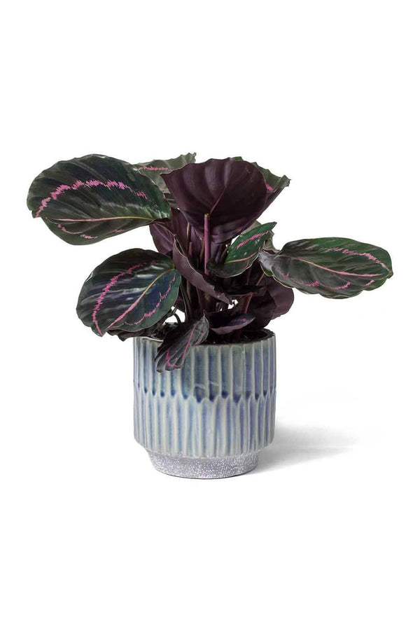 Rose Painted Calathea