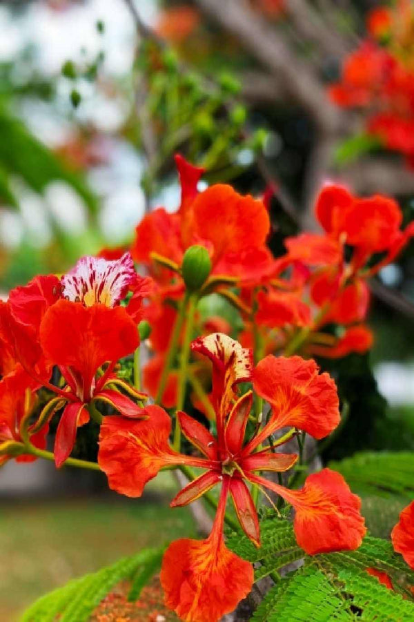 Royal Poinciana Small