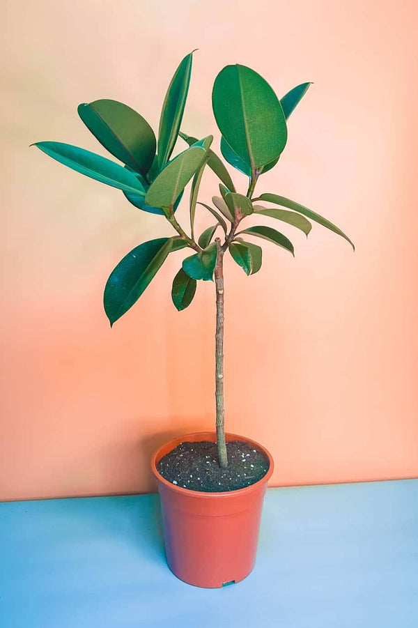 Rubber Plant Semi Branched