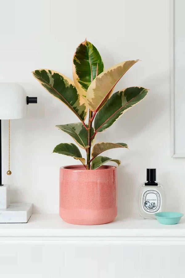 Rubber Plant Variegeta Small