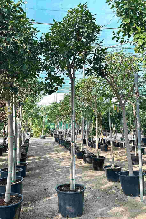 Rusty Fig Tree