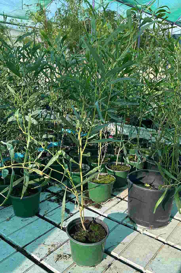 Salt Wattle or Acacia Ampliceps