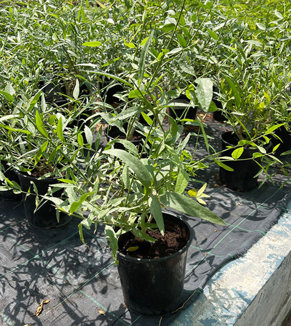 Salvadora persica, Miswak Plant or Toothbrush Tree 30-50cm