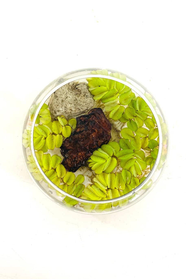 Salvinia Water Plant Arrangement