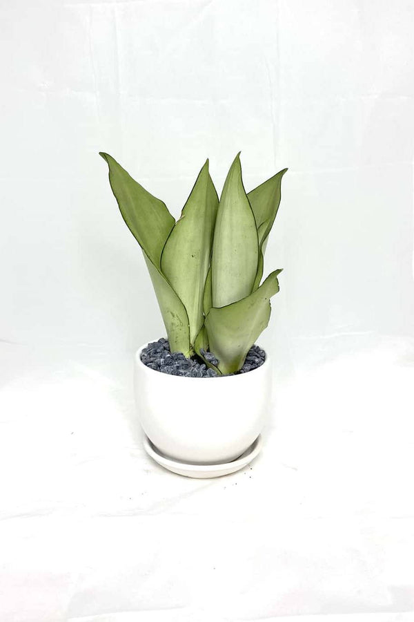 Sansevieria Moonshine