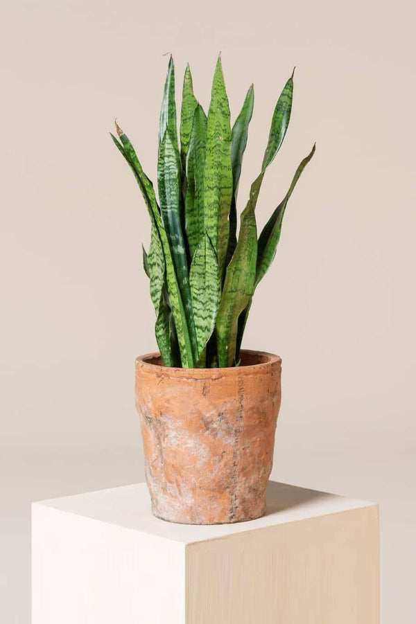 Sansevieria Zeylanica
