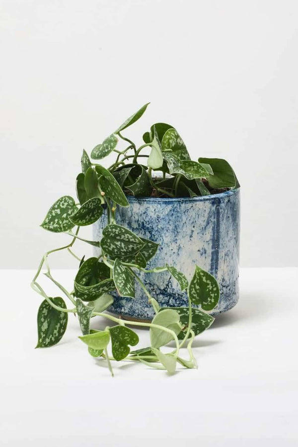 Satin Pothos