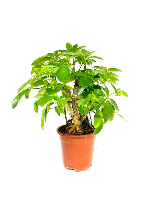 Schefflera  Bonsai Dwarf Branched