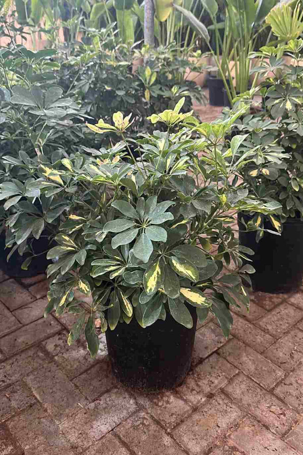 Schefflera Variegated Bushy