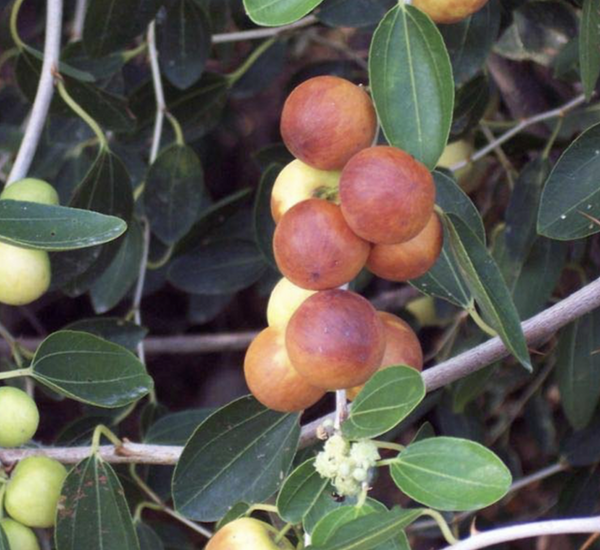 Ziziphus Spina Christi or Sidr Tree شجرة سدر