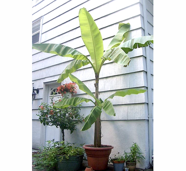 Musa paradisiaca Or Banana Tree “1.2m-2.5m” شجرة الموز