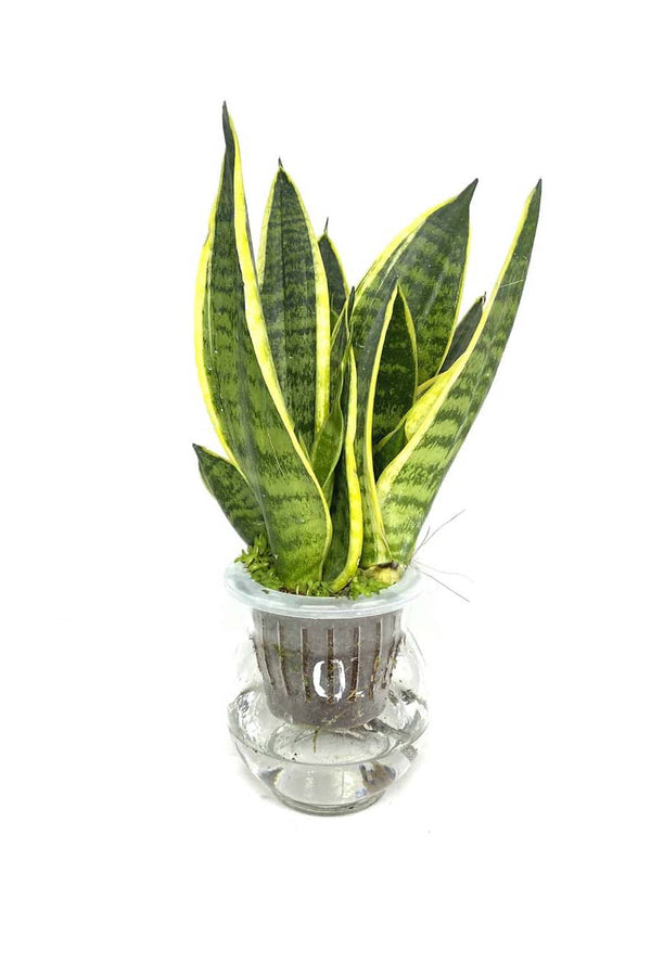 Self Watering Snake Plant