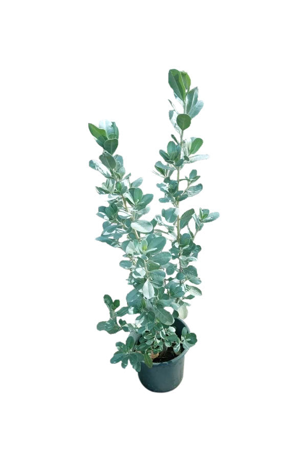 Silver Damas – Conocarpus Erectus - Drought-Tolerant Outdoor Tree