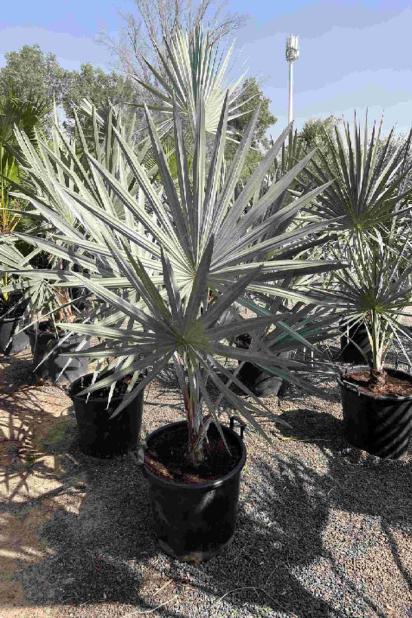 Silver Bismarck Palm
