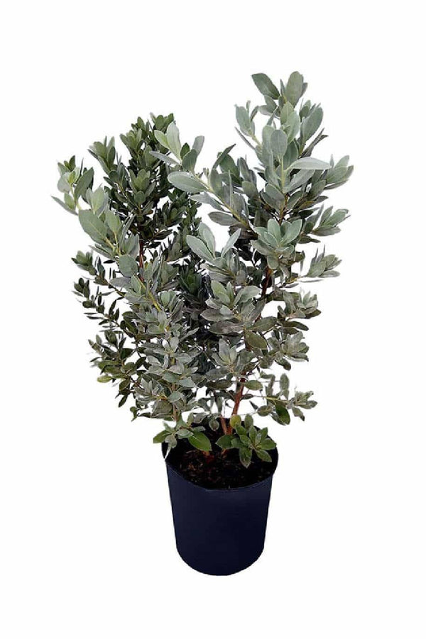 Silver Buttonwood Damas