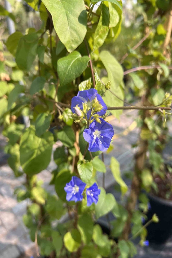 Sky Blue Cluster Vine 150-170cm