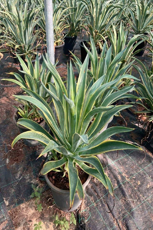Smooth Agave variegata
