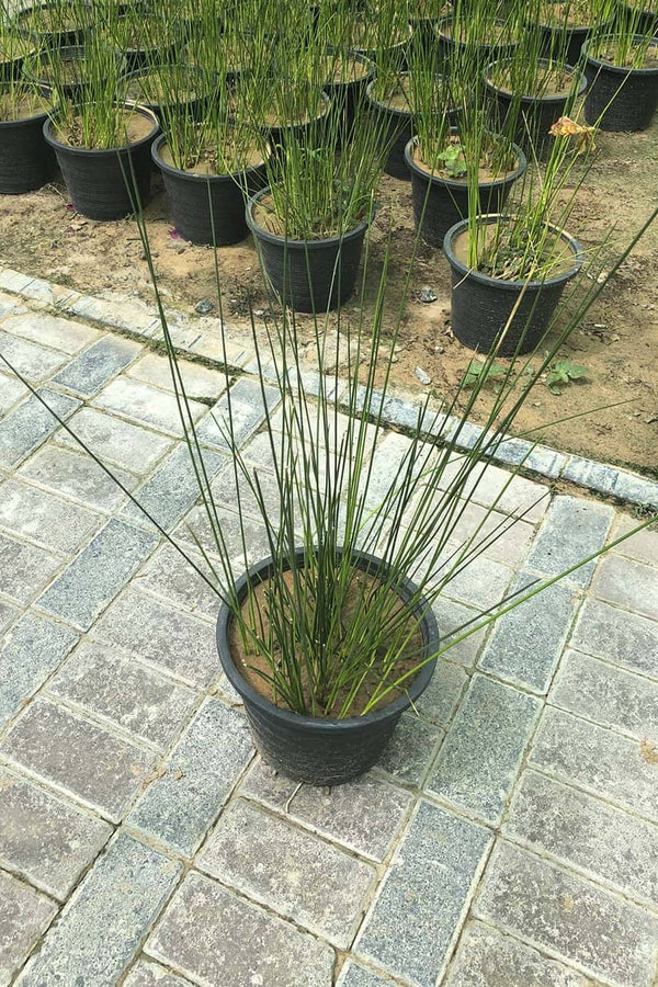 Soft rush Water Plant