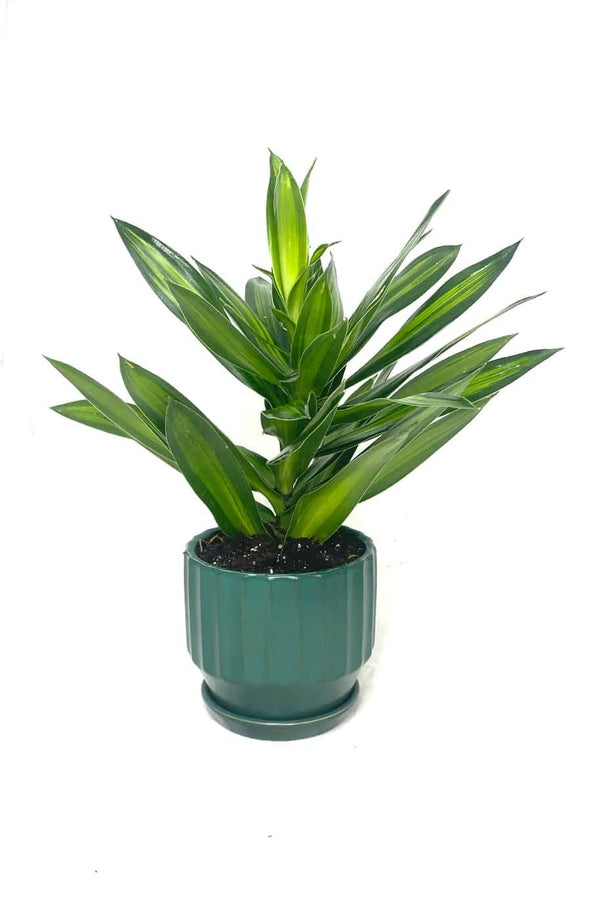 Song of Jamaica Mini