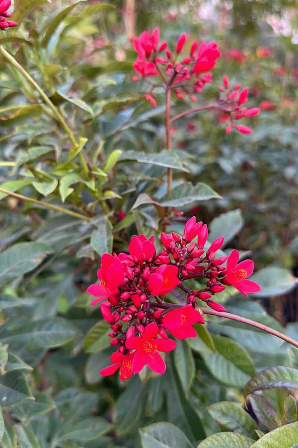 Spicy Jatropha