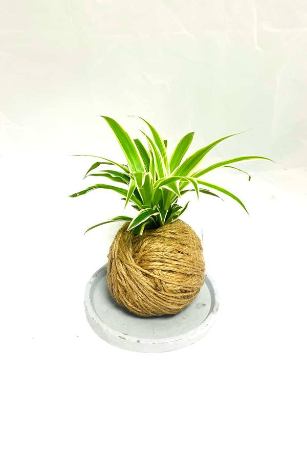 Spider Plant Kokedama Mini