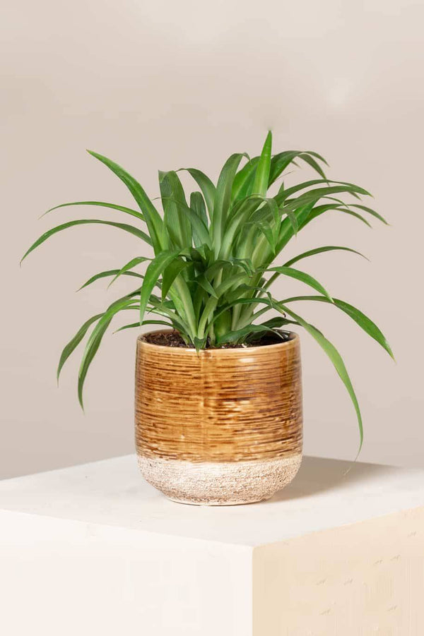 Spider Plant Lemon