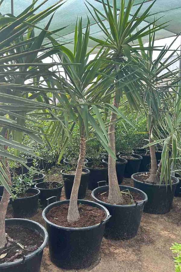 Spineless Yucca Outdoor