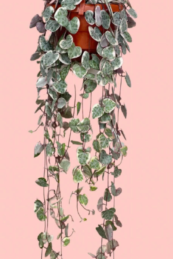 String Of Hearts Variegated