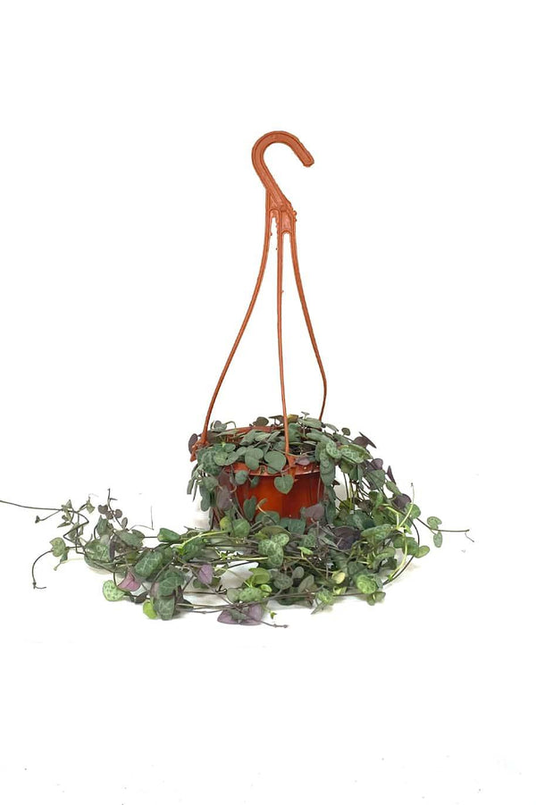 String Of Hearts China