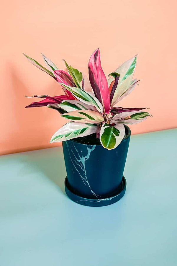 Stromanthe Sanguinea Triostar